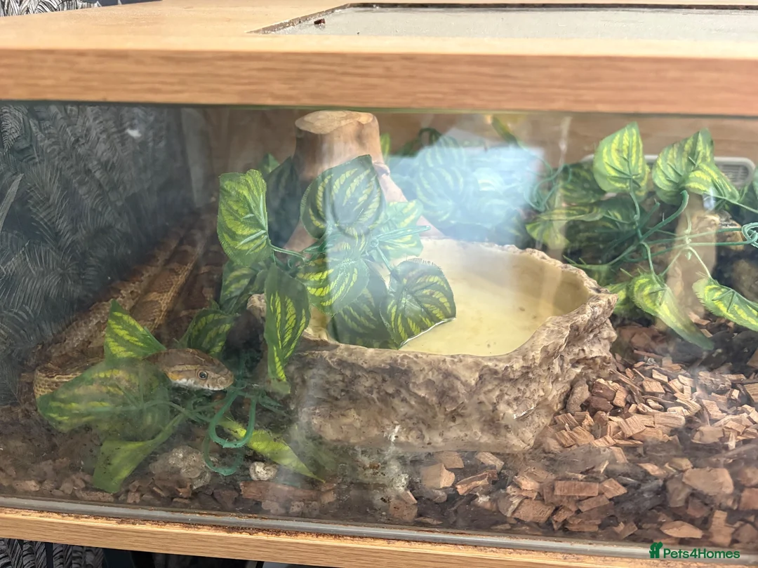 Corn Snake reptiles for sale: Corn snake and full tank with heating pads.  in Bury - Advert 5