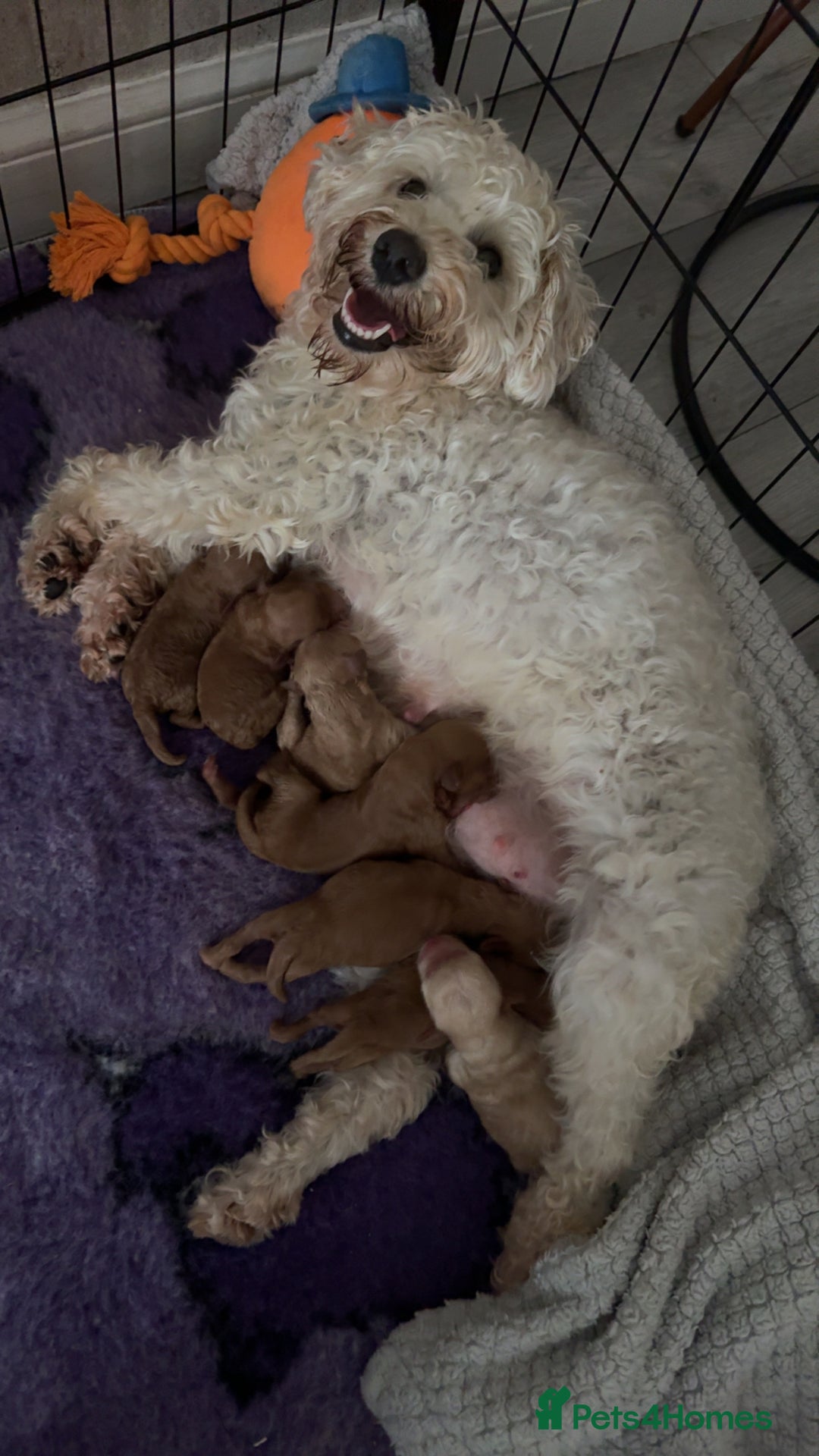 Schnoodle dogs for sale: Miniature Poodle X Schnoodle pups for sale - Image 14