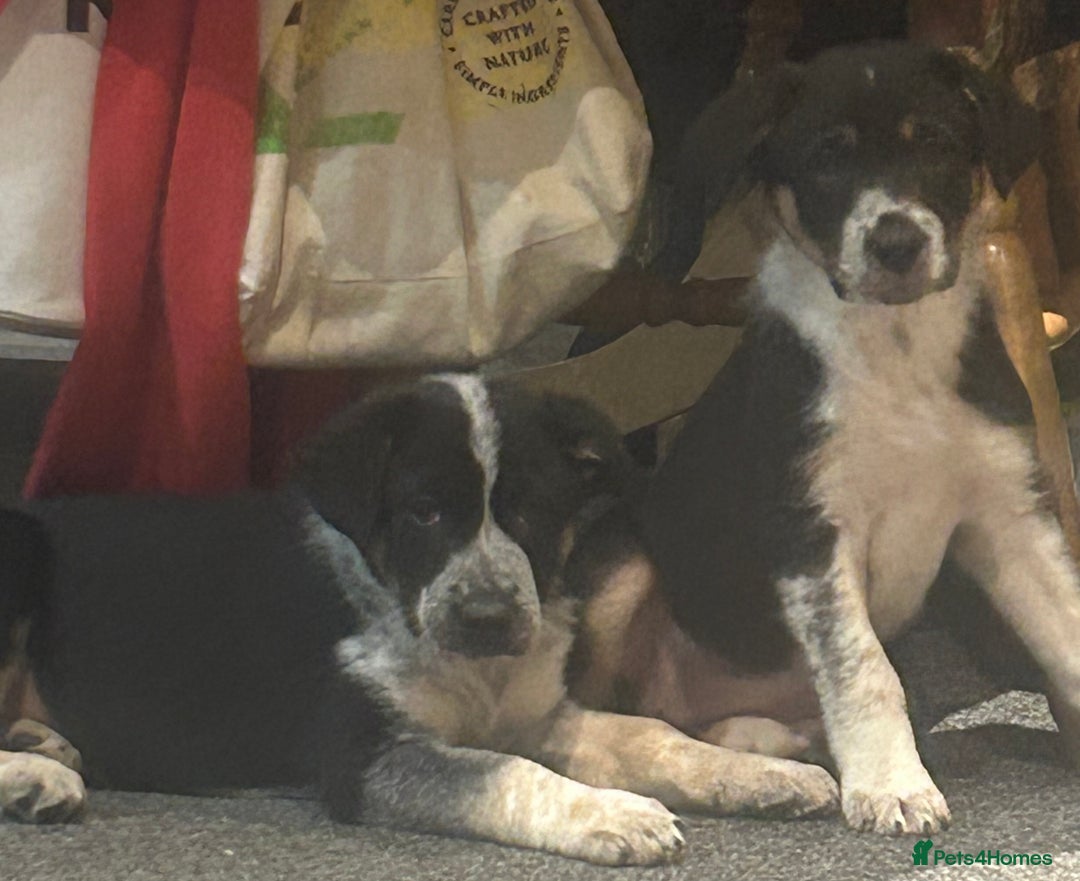 Border Collie dogs for sale: Gorgeous Border Collie - Advert 2