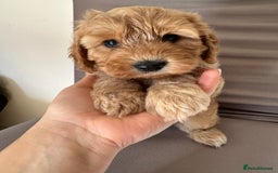 Cockapoo dogs for sale: Adorable Pappy Bread Cockapoo Puppies F2 - Image 24