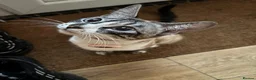 Bengal cats for sale: Stunning Cuddly Bengal Male Kitten - Blue Eyes  - Advert 9