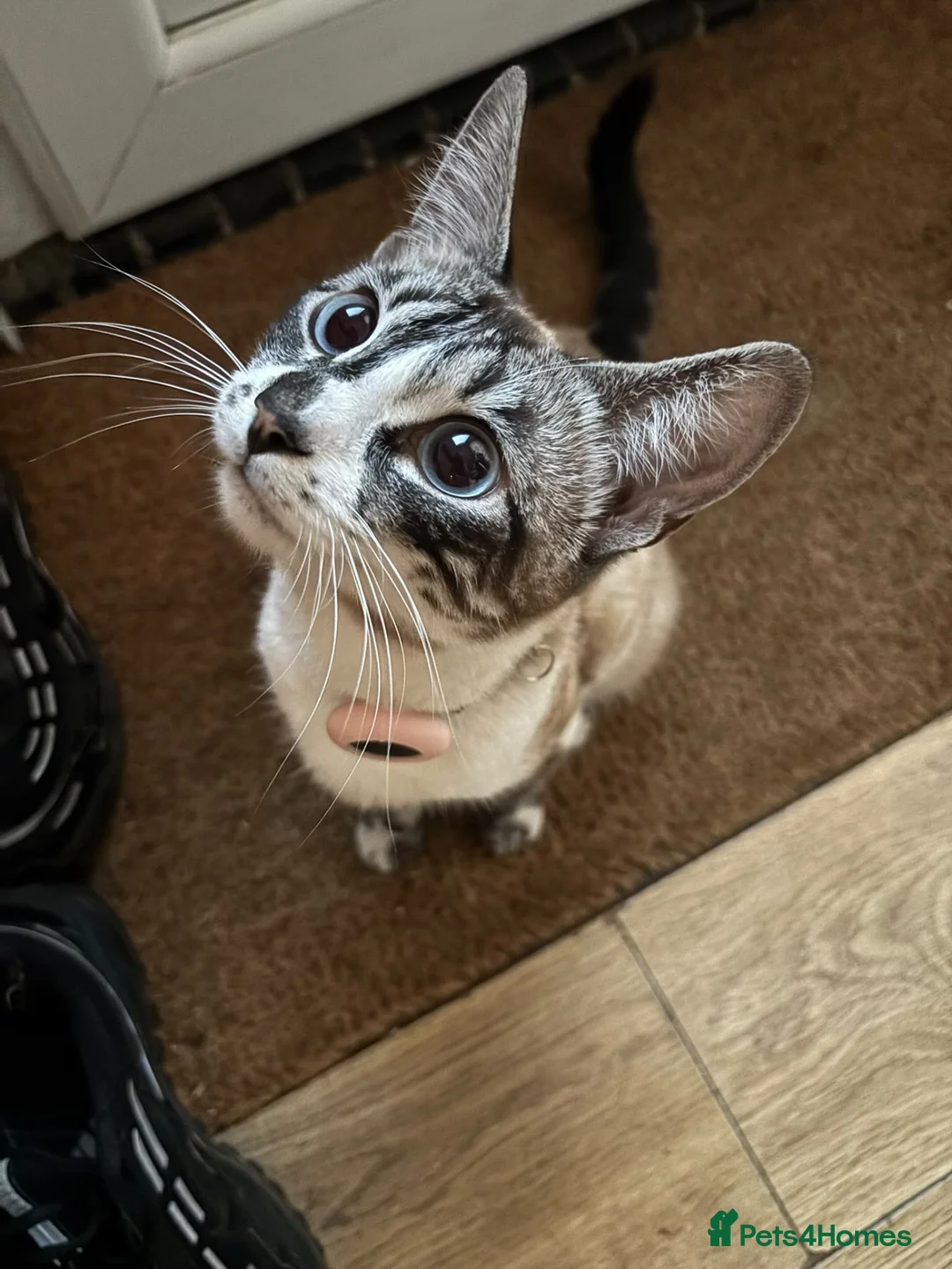 Bengal cats for sale: Stunning Cuddly Bengal Male Kitten - Blue Eyes  - Advert 9