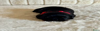 Cavalier King Charles Spaniel 5