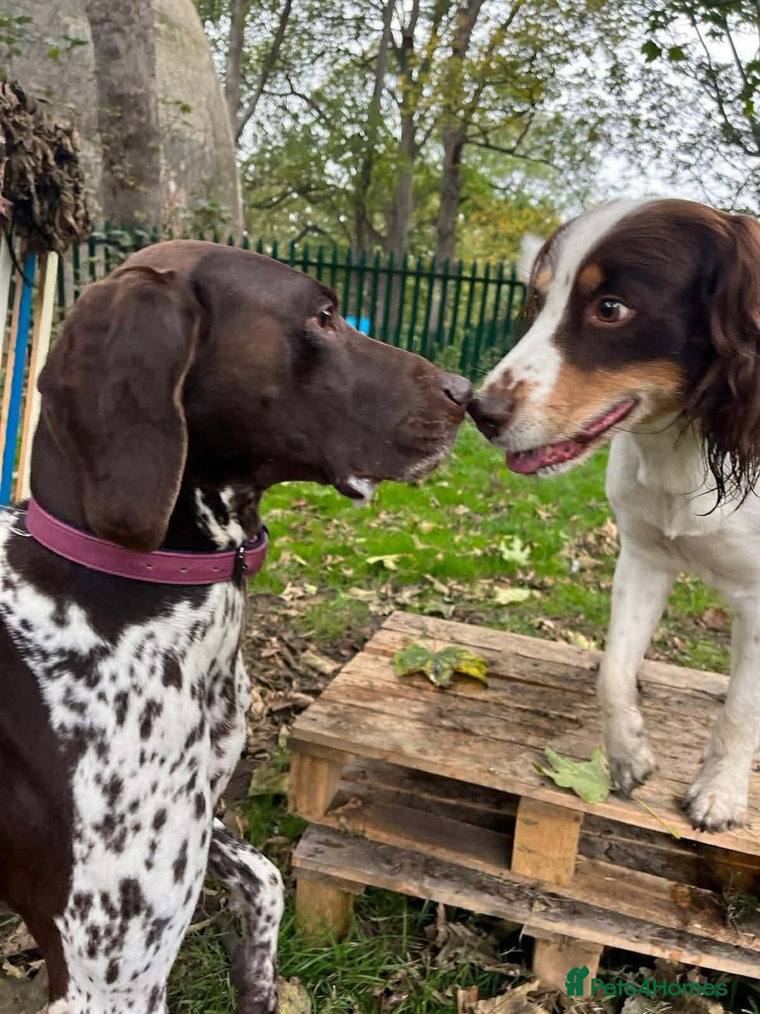 Mixed Breed dogs for adoption: Penelope beautiful GSP - Advert 4