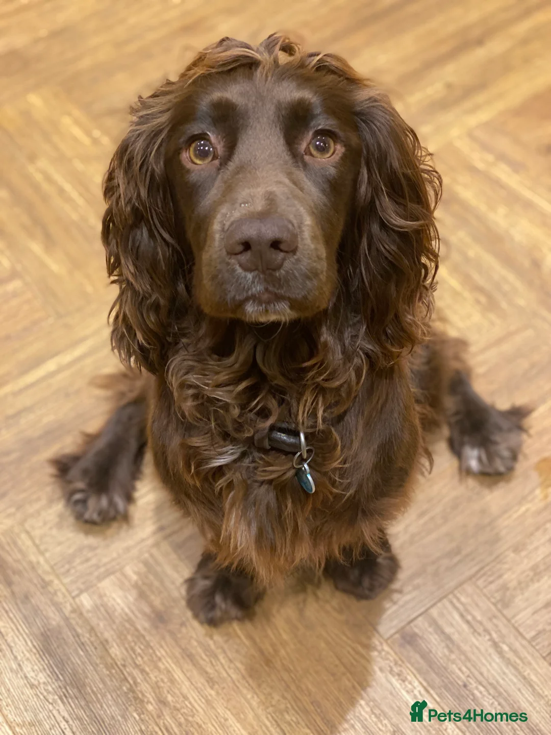 Cocker Spaniel dogs for sale: Working Cocker Puppies - Advert 9