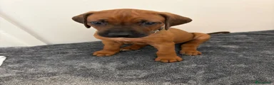 Rhodesian Ridgeback 1