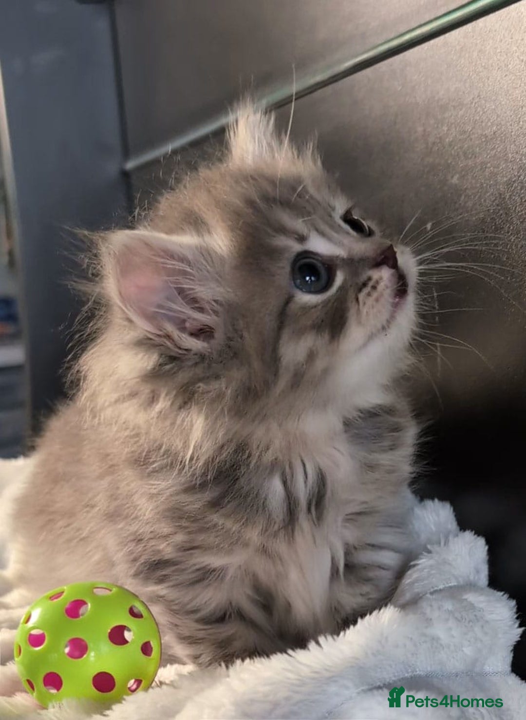 British Longhair cats for sale: 💖💙 BSH and BLH ● TICA & GCCF reg ●  - Advert 26