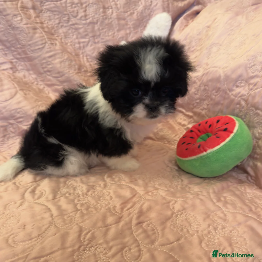 Mixed Breed dogs for sale: Unique Jatese puppies (toy breed) - Advert 7