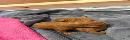 Cockapoo dogs for sale: Beautiful All Fox Red F1BB Cockapoo Puppies  - Advert 6