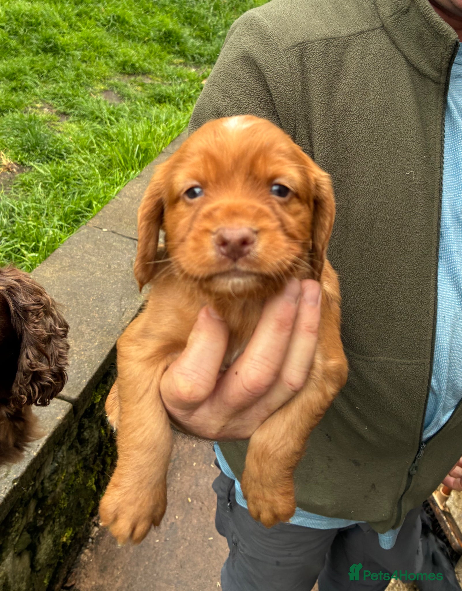Cocker Spaniel dogs Cocker spaniel puppies  - Advert 2