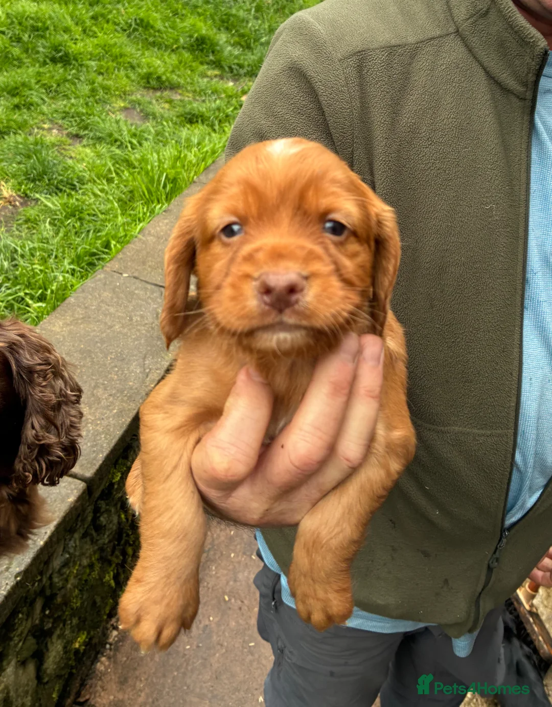 Cocker Spaniel dogs for sale: Cocker spaniel puppies  - Advert 2