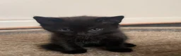 British Shorthair cats for sale: Cute kitten - Advert 3