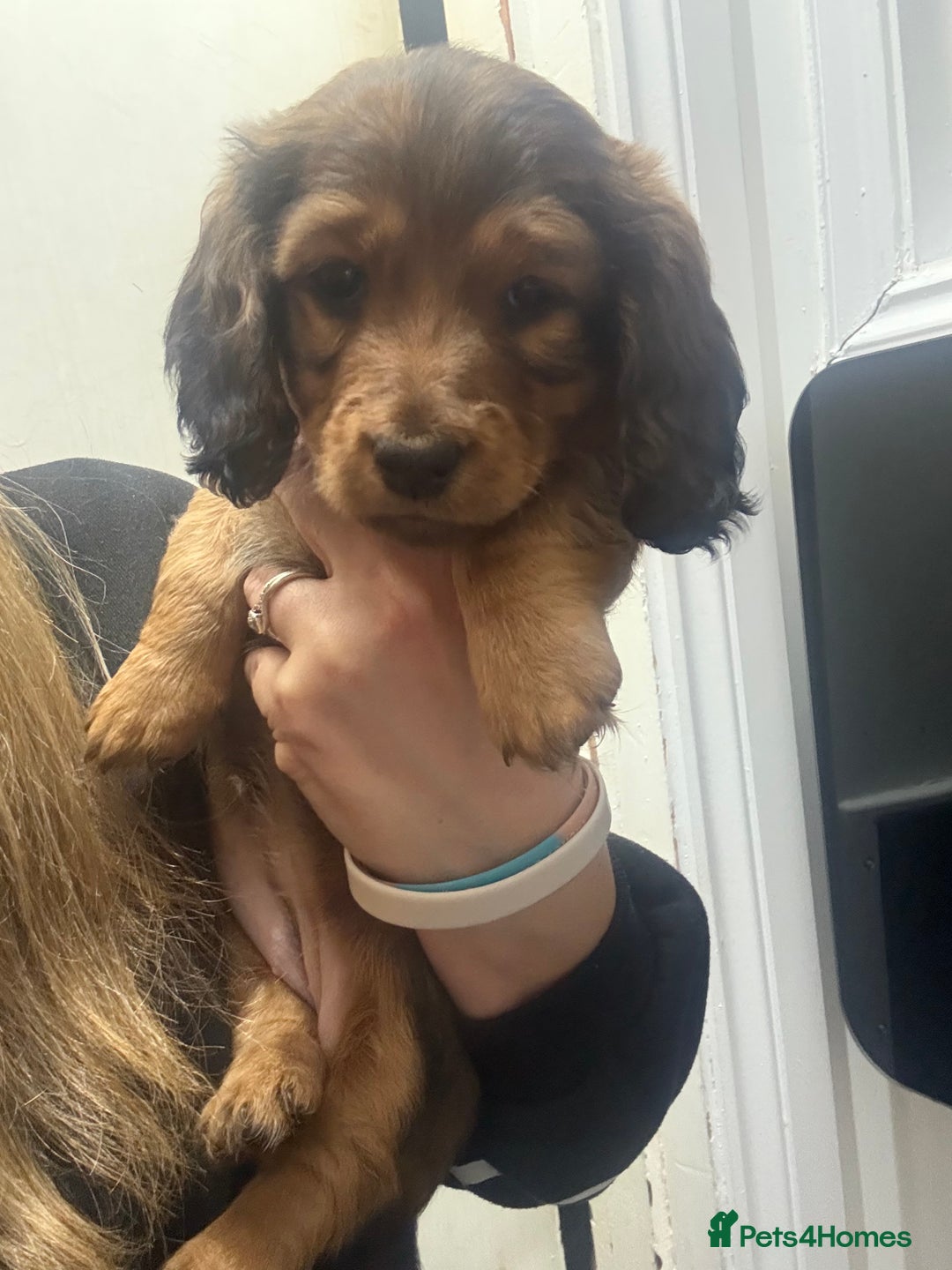 Dachshund dogs for sale: Dachshund puppies for sale  - Advert 4