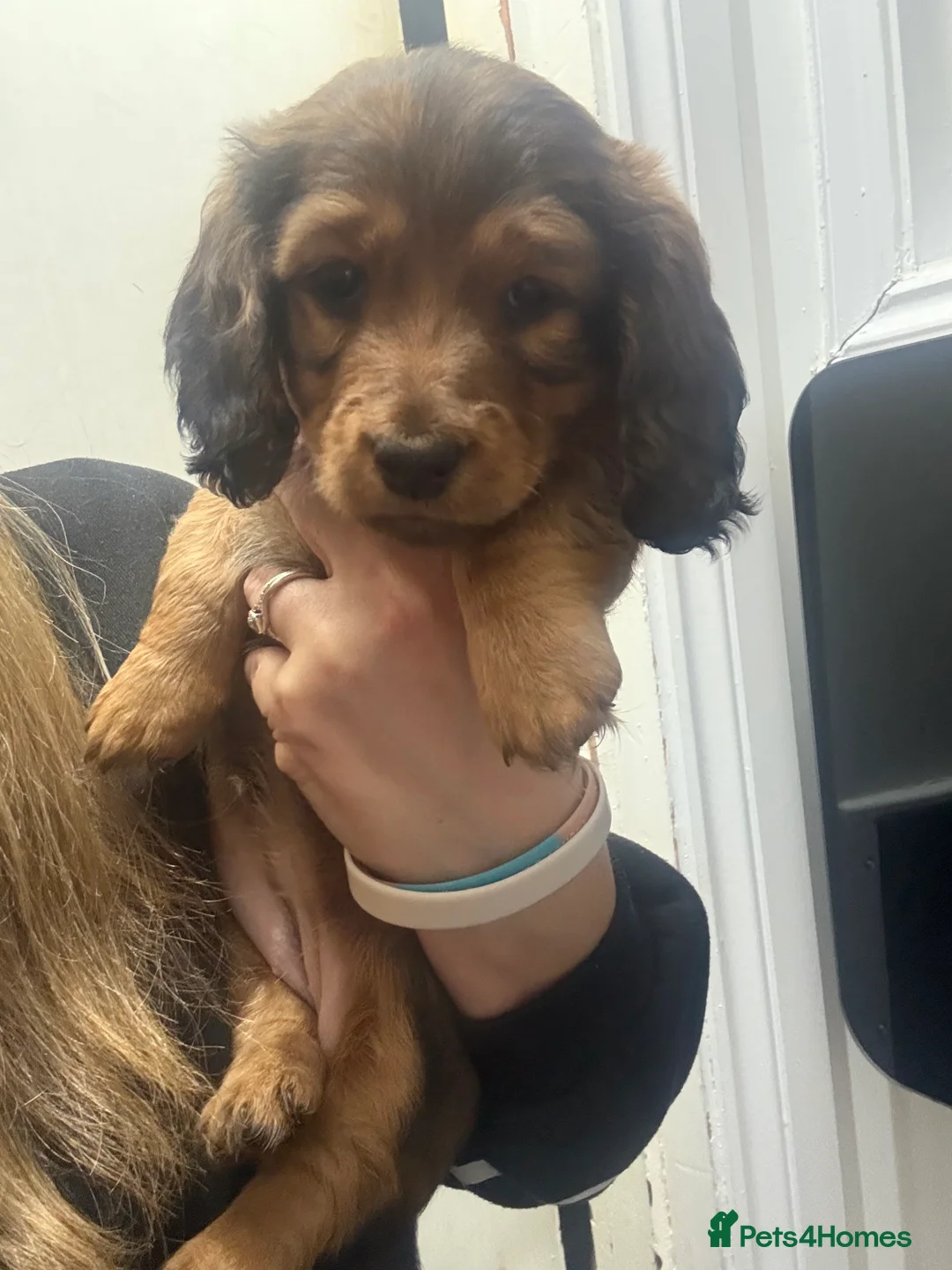 Dachshund dogs for sale: 2x Red dapple Dachshund puppies ready to go.. - Advert 2