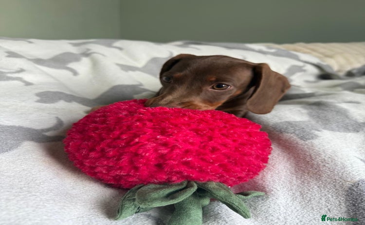 Dachshund dogs - Advert 4