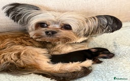 Chorkie dogs for sale: Chorkie (x2 Boys) - Image 22