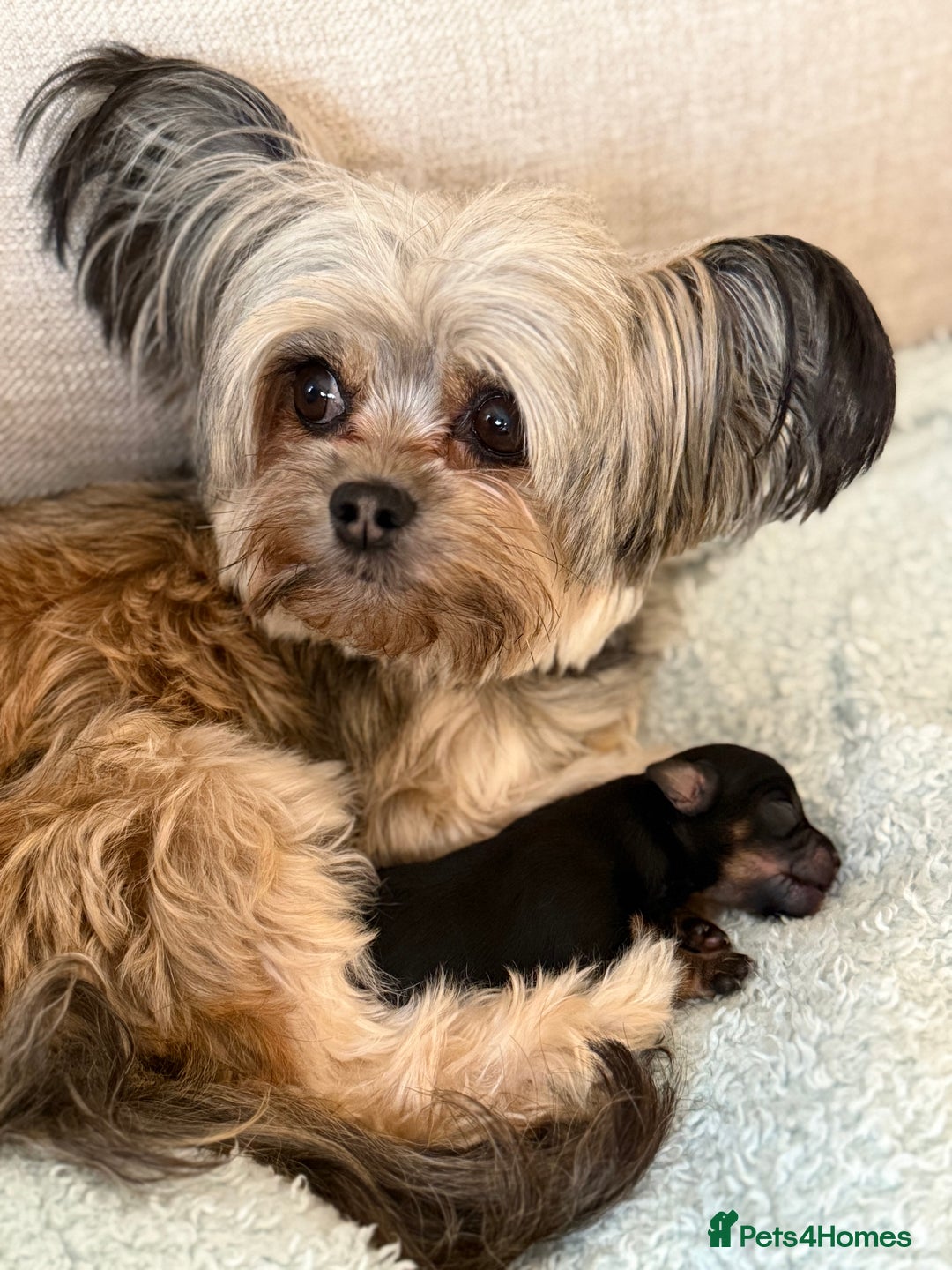 Chorkie dogs for sale: Chorkie (x2 Boys) - Image 22