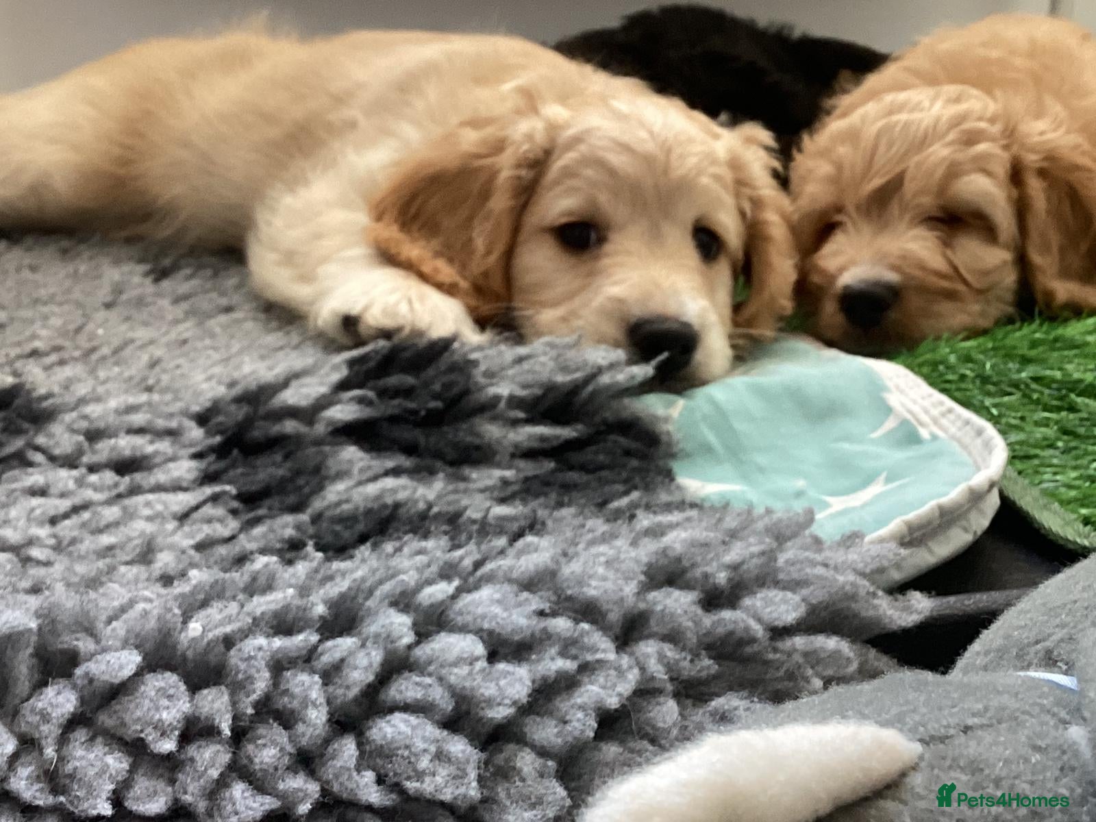 Cockapoo dogs Cockerpoo F1b puppies Ready on Friday  - Advert 4