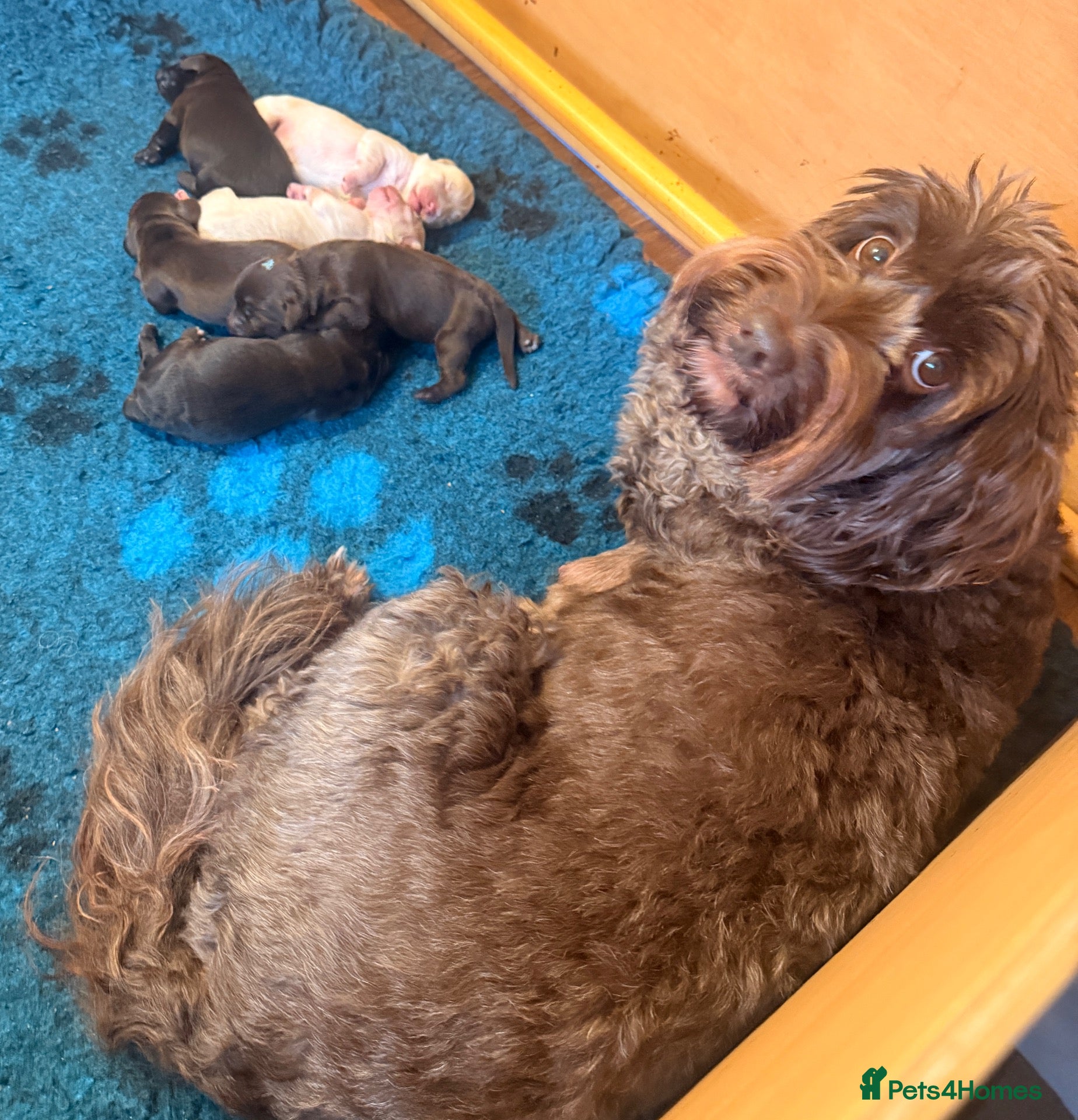 Australian Labradoodle dogs     🐾 Adorable Australian Labradoodle Puppies  - Advert 1