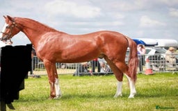 Welsh Section B horses for sale: 14.2 hh 3 year old gelding  - Image 1