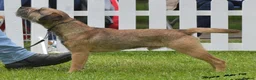 Border Terrier dogs for sale: Beautiful Kc registered Border Terrier Puppies  in Barnsley - Advert 3