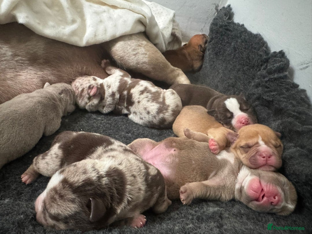 Mixed Breed dogs for sale: Bullpei puppies  - Image 10