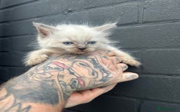 Ragdoll cats for sale: 2 MALE RAGDOLLS AVAILABLE  - Image 6