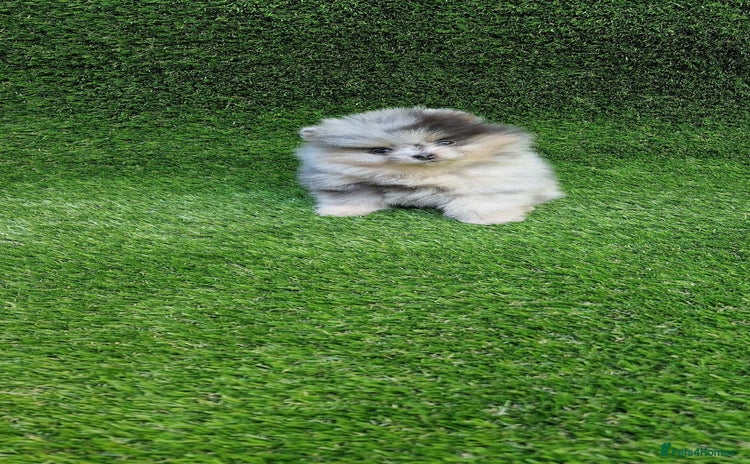 Pomeranian dogs - Advert 4