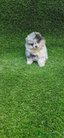 Pomeranian dogs - Advert 4