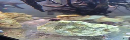 Snails invertebrates for sale: Purple Mystery Snails. Pomacea bridgesii  in Chorley - Advert 4