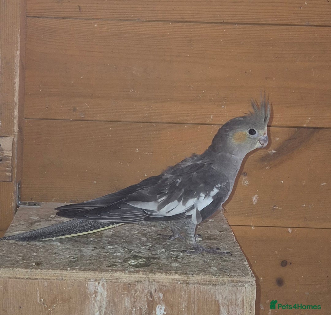 Cockatiels birds for sale: Blue Make kakariki and 3 Cockatiels  - Image 3