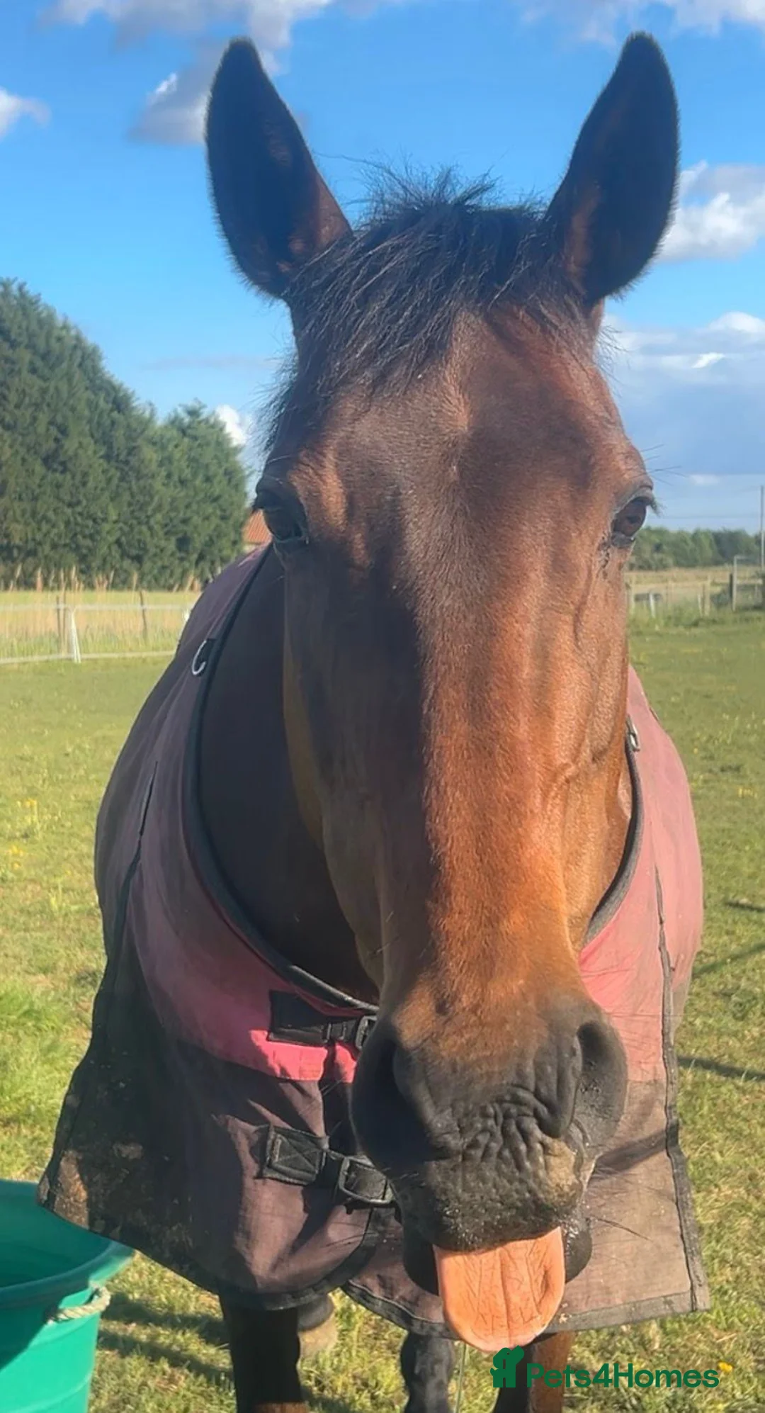 Irish Thoroughbred horses for sale: BAY MARE 15'2 MIDDLEWEIGHT TB  - Advert 7