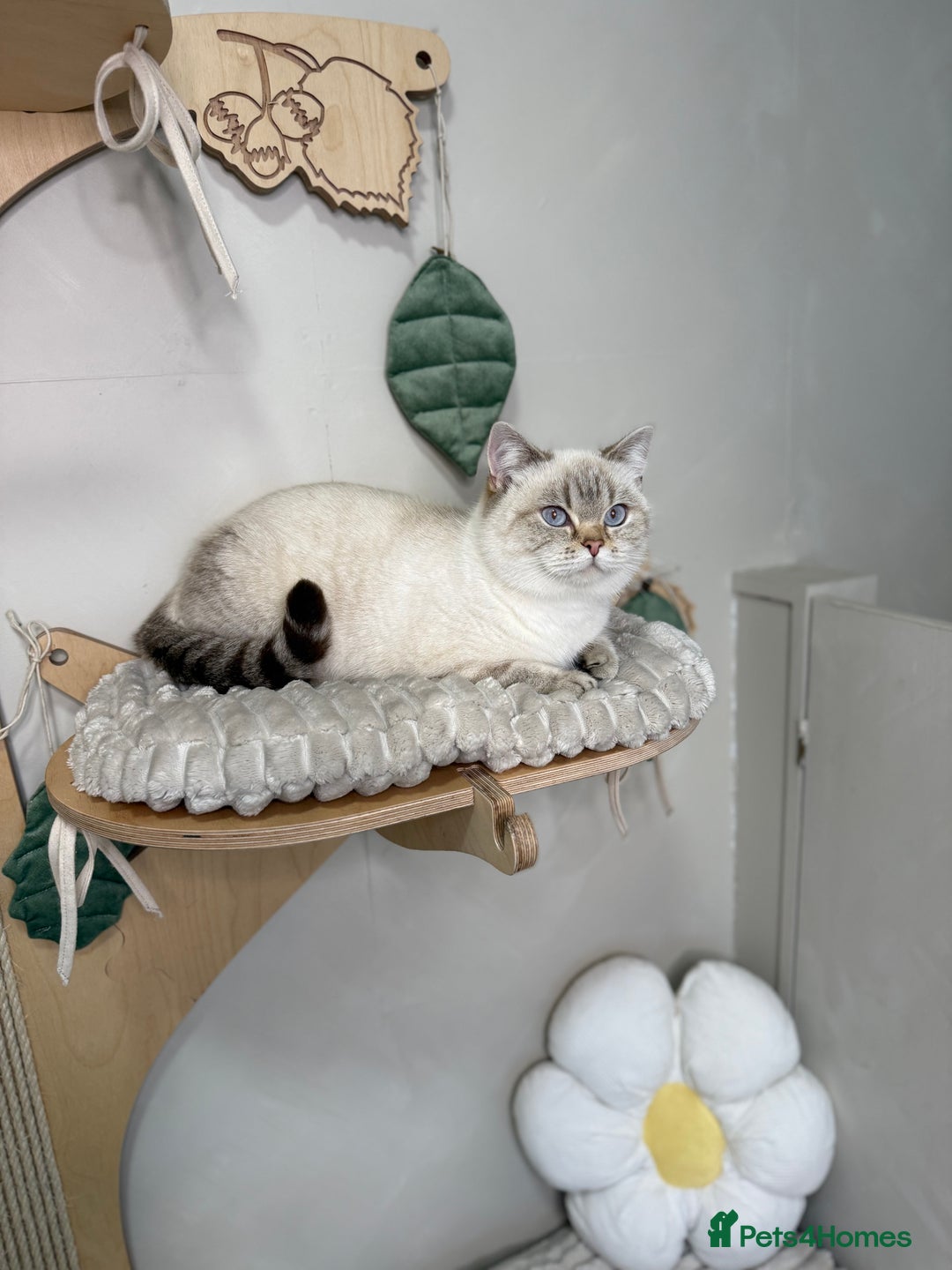 British Shorthair cats for sale: Affectionate lap cats health tested parents  - Advert 5