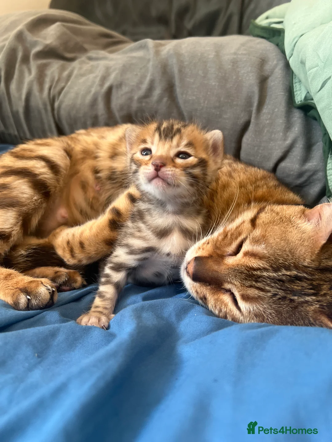 Bengal cats for sale: Beautiful F5 Bengal kitten - Advert 3