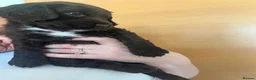 Sprocker dogs for sale: Sprocker puppies  - Advert 8