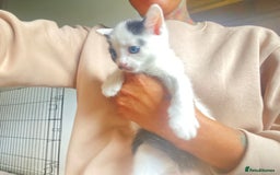 Domestic Shorthair cats for sale: 3 cuddly girl kittens available  - Image 9