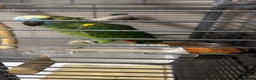 Parrots birds for sale: Amazon Parrot in Bradford - Advert 2