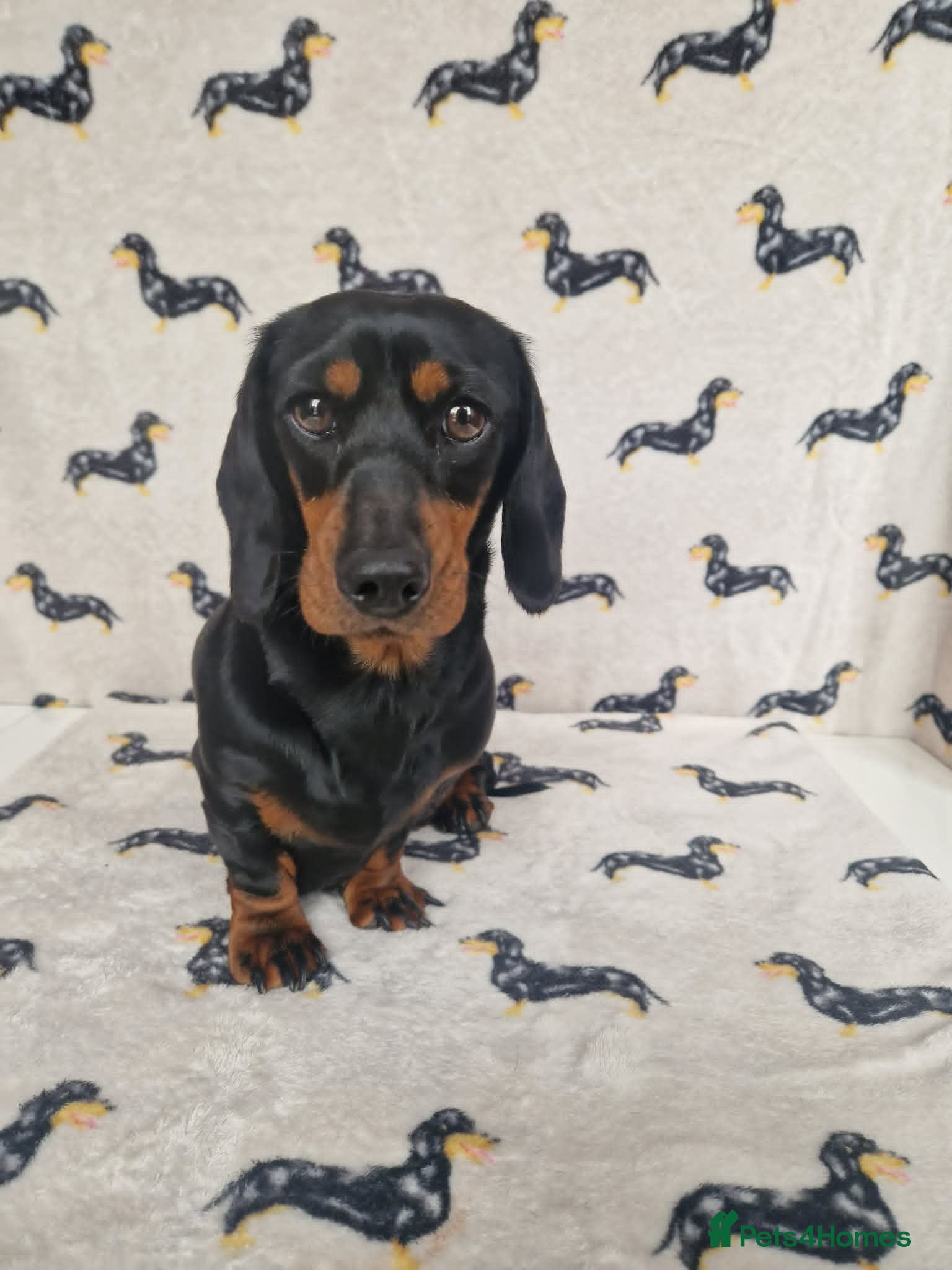 Miniature Dachshund dogs Beautiful home-reared Miniature Dachshund Puppies - Advert 1