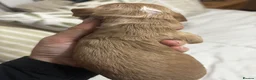 Cockapoo dogs for sale: 7 F2 cockapoo puppies only 6 available - Advert 9