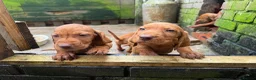 Hungarian Vizsla dogs for sale: Wire haired HungarianVizsla Puppies - Advert 4