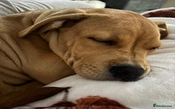 Mixed Breed dogs for sale: 6month old staffy - Advert 1