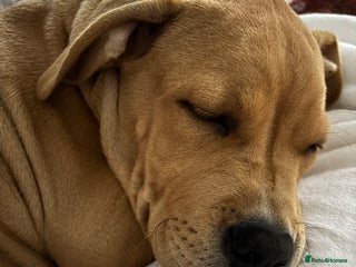 Mixed Breed dogs 6month old staffy - Advert 2