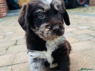 Labradoodle dogs - Advert 20