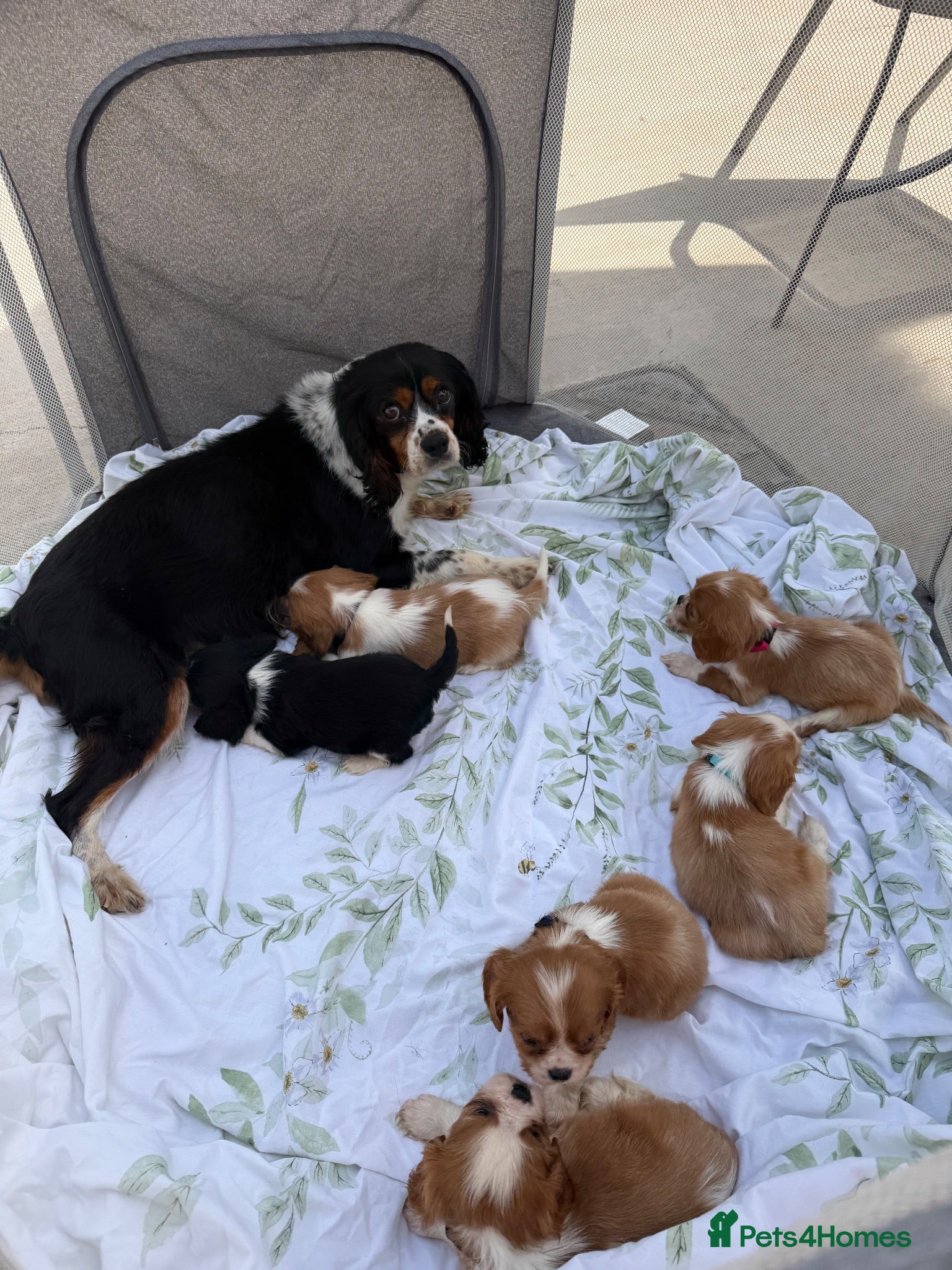 Cavalier King Charles Spaniel dogs Stunning litter cavalier King Charles  - Advert 16