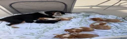 Cavalier King Charles Spaniel dogs for sale: Stunning litter cavalier King Charles  - Advert 1