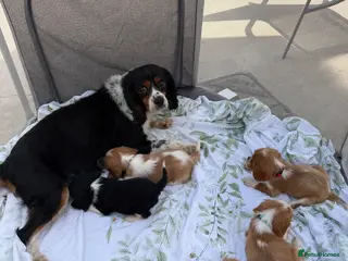 Cavalier King Charles Spaniel dogs Stunning litter cavalier King Charles - Advert 4