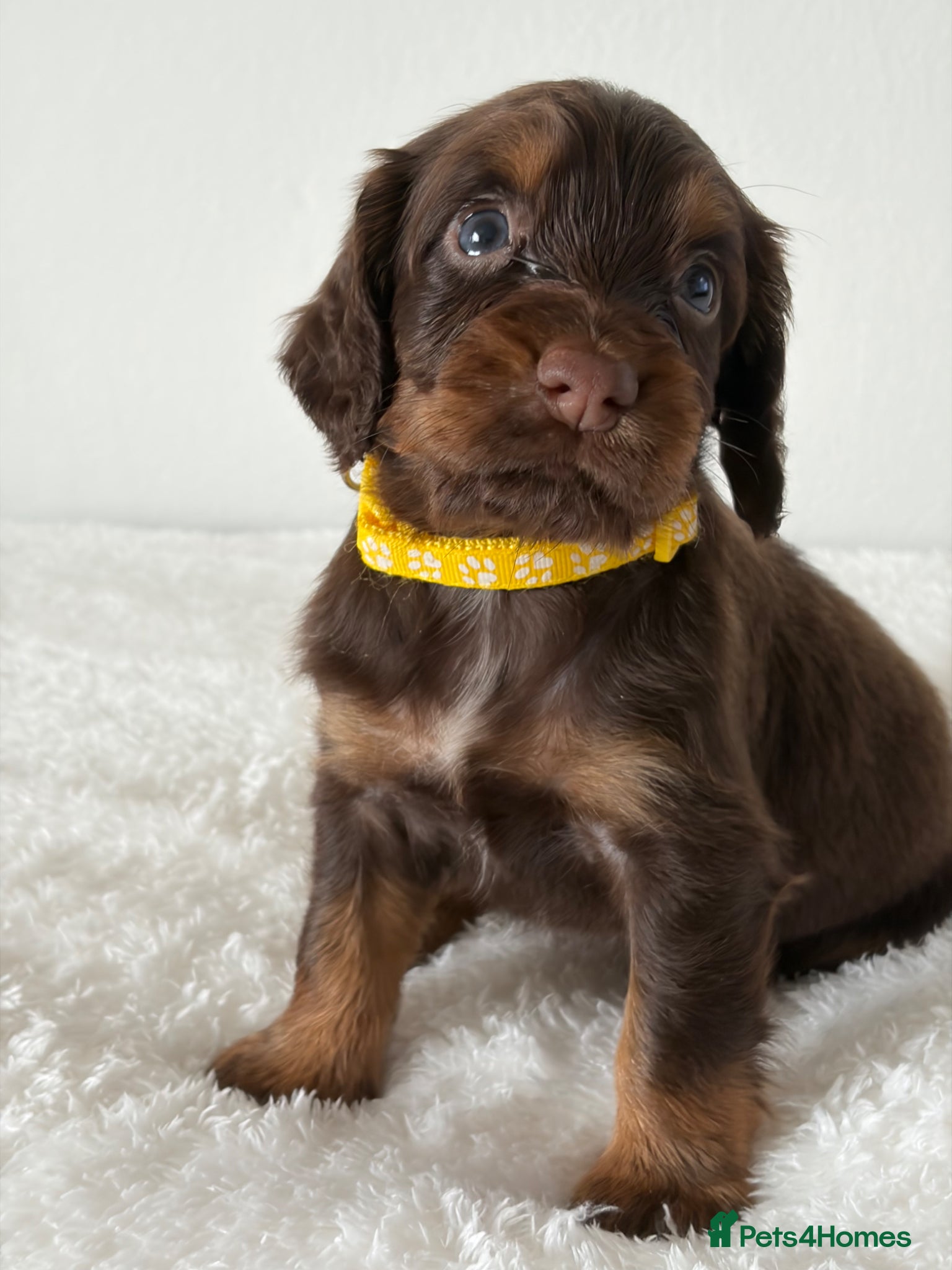 Cocker Spaniel dogs Chocolate & Tan and 1 Red boy WCS - Advert 6