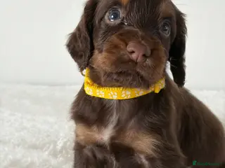 Cocker Spaniel dogs Chocolate & Tan WCS 1 Girl left 💛 - Advert 1