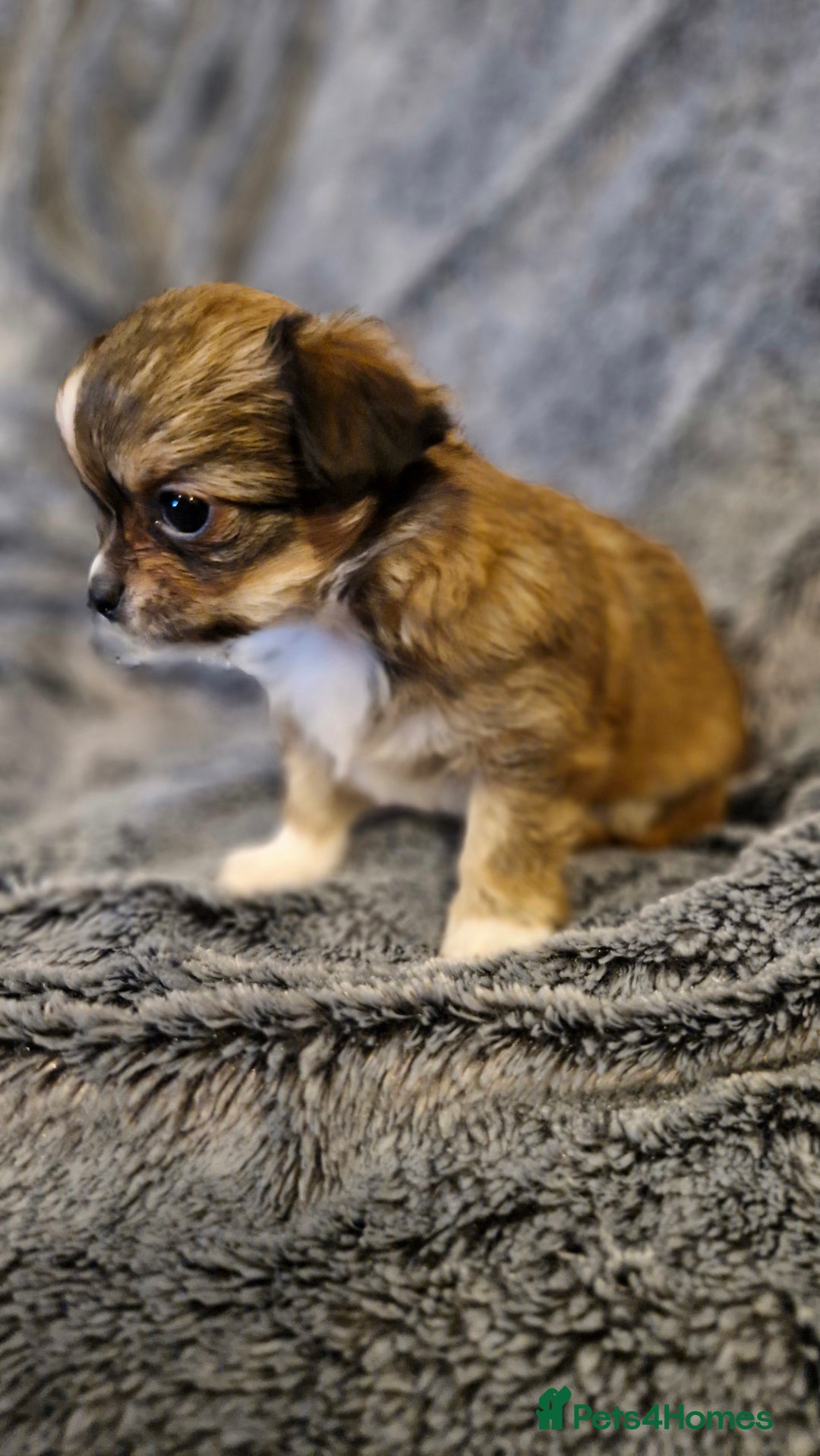 Chihuahua dogs for sale: 🐶READY TO LEAVE🐶 LAST ONE Tiny Chihuahua Puppies - Advert 9