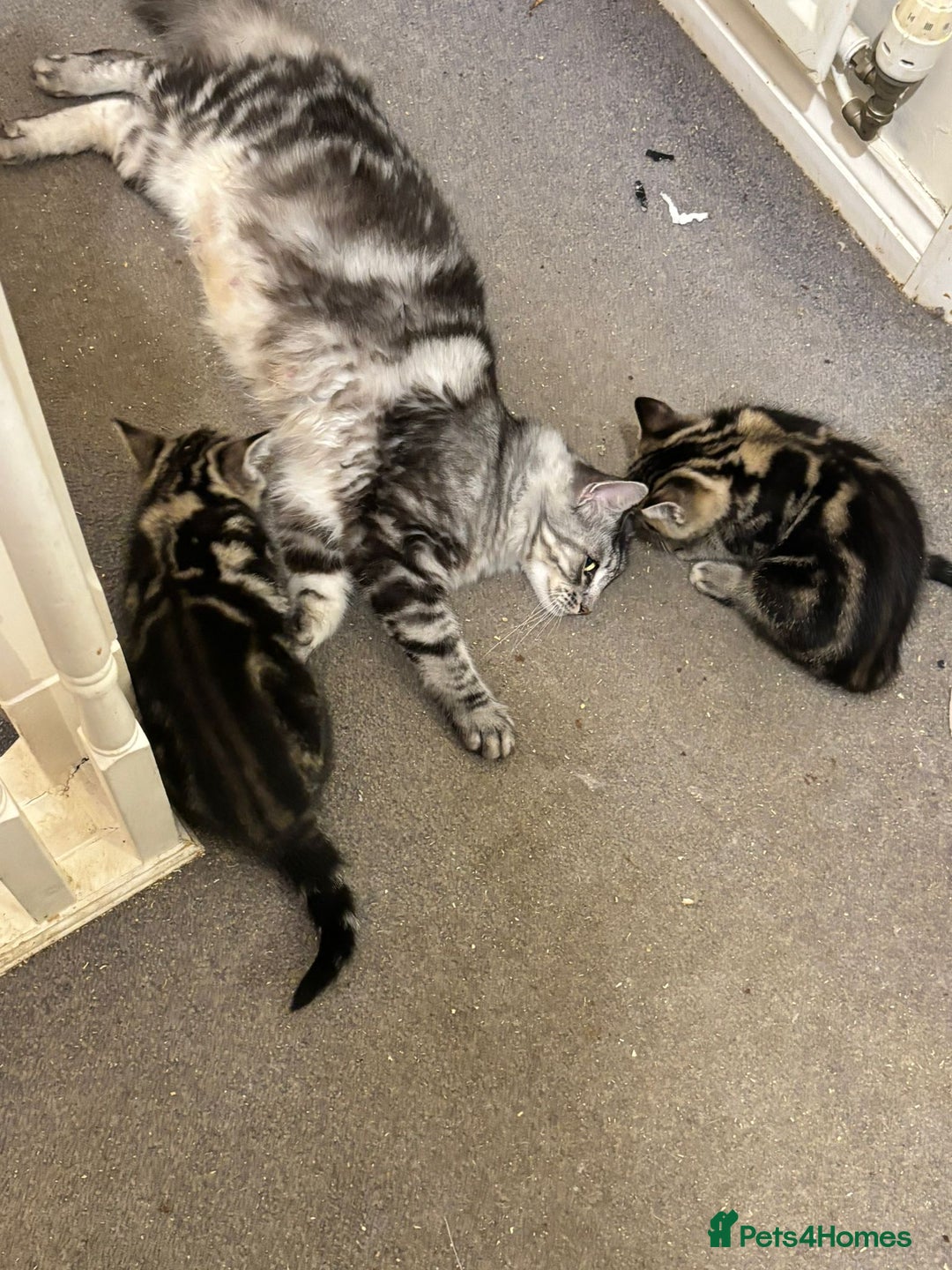 Maine Coon cats for sale: Beautiful, friendly playful Maine Coon cross kits - Advert 24